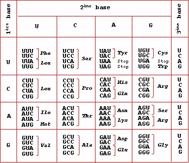 code génétique.jpg (98745 octets)
