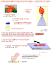 ECHAL.gif (37244 octets)