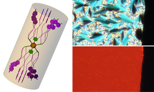 Clustomesogen -representation and texture under polarised optical microscopy and UV irradiation